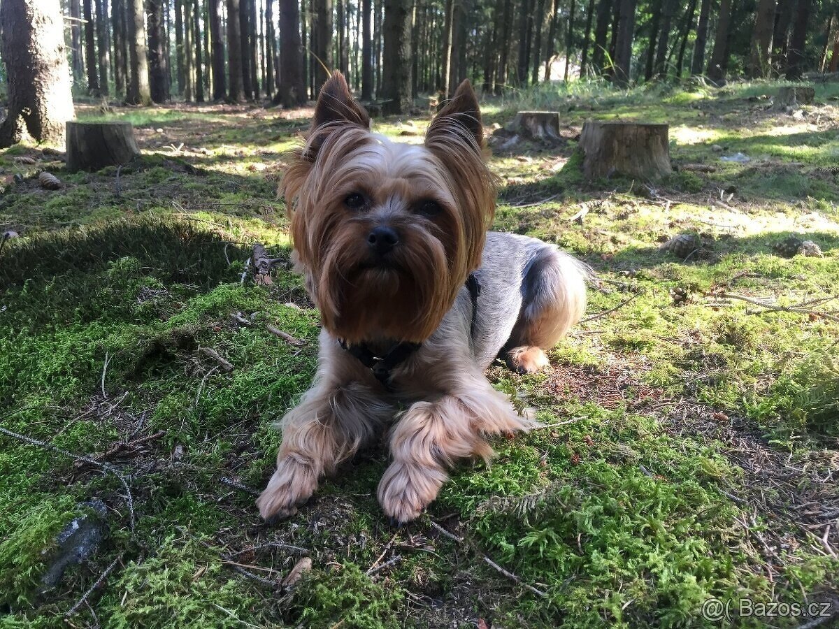 Jorkšírský teriér krytí, připuštění - 2