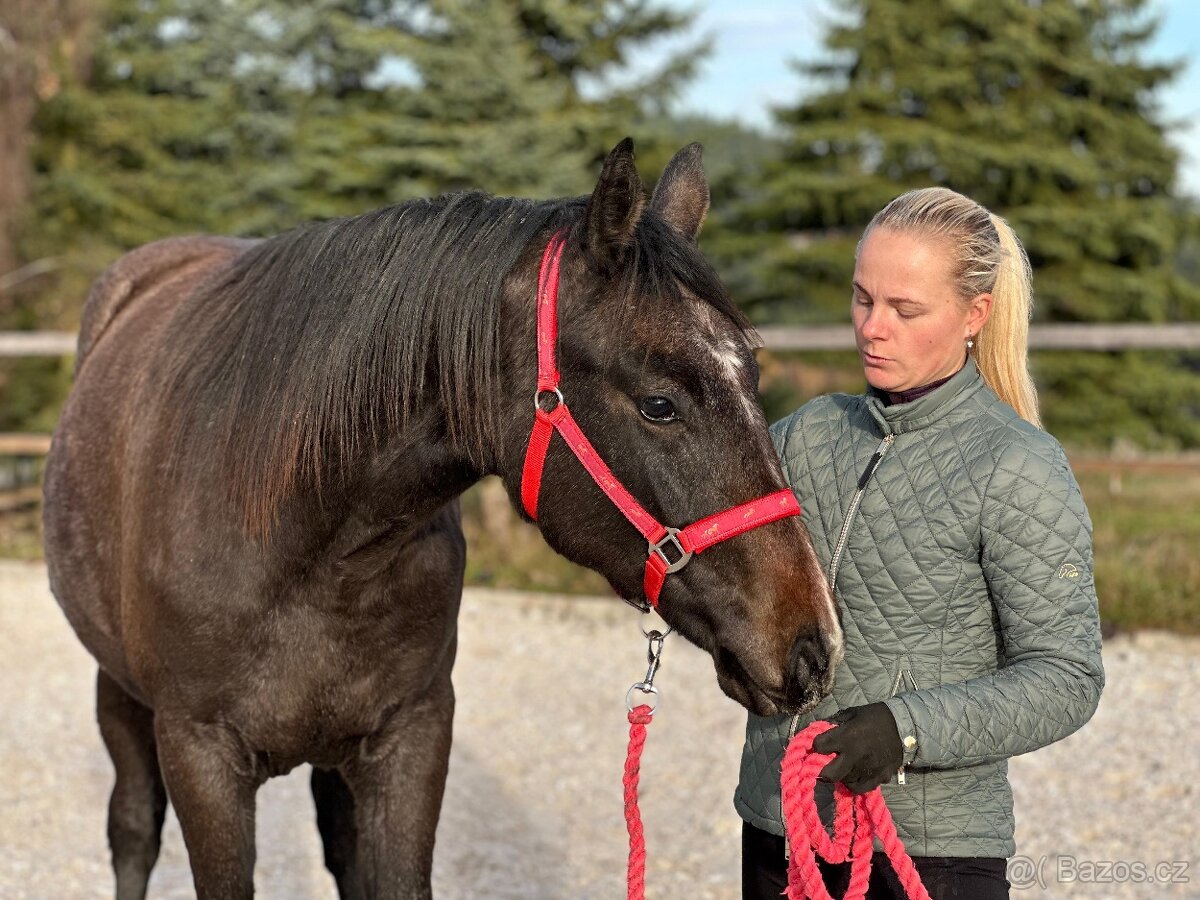 Dvouletá kobylka po Cornet de Lux - 2