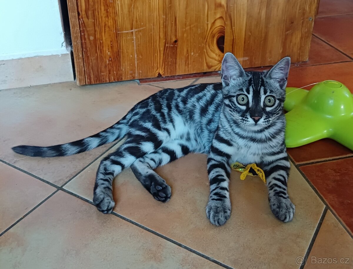 Bengálská kočička Luna - 2