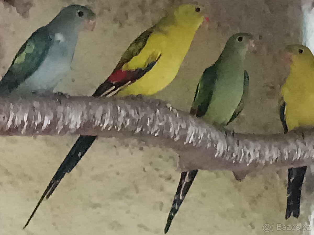 Papoušek horsky / Lutino - 2