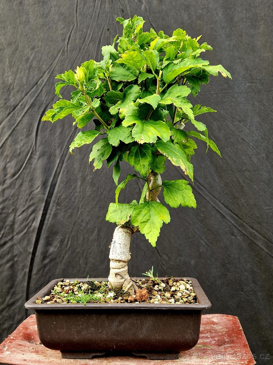 Bonsai,Bonsaj - Ibisek syrsky 1 - 2