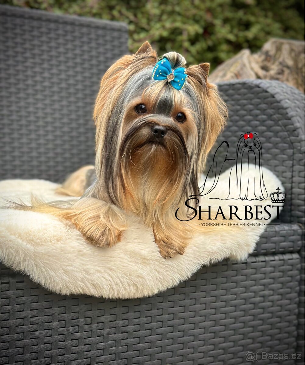 Jorkšírský teriér teriér s PP FCI, kluk - 2