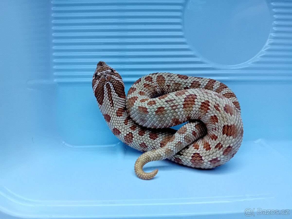 Heterodon nasicus - 2