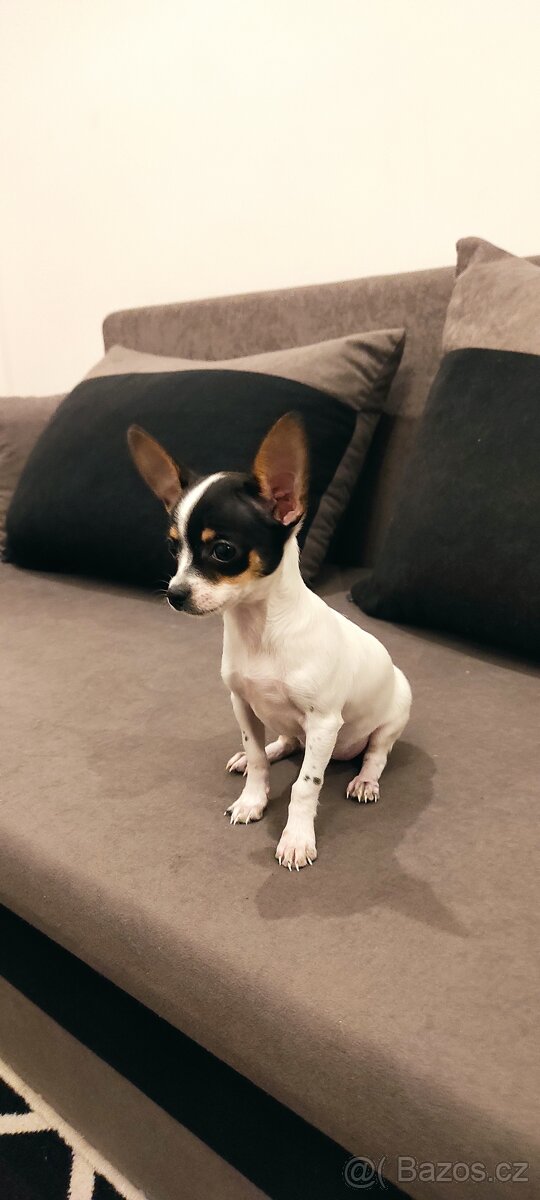 Čivava fenka s pp - 2