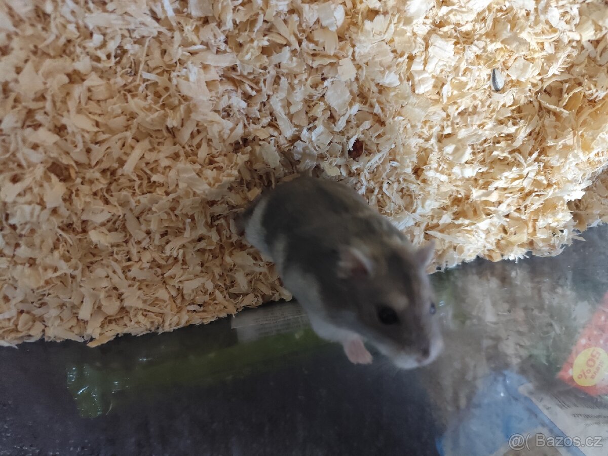 Křeček džungarský + terarium a krmení - 2