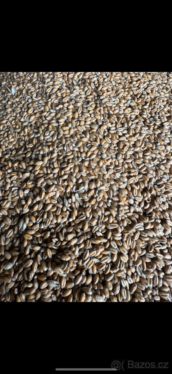 Pšenice ječmen - 2