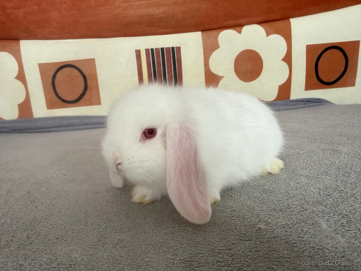 Zakrslý beránek s PP - mazlík - 2