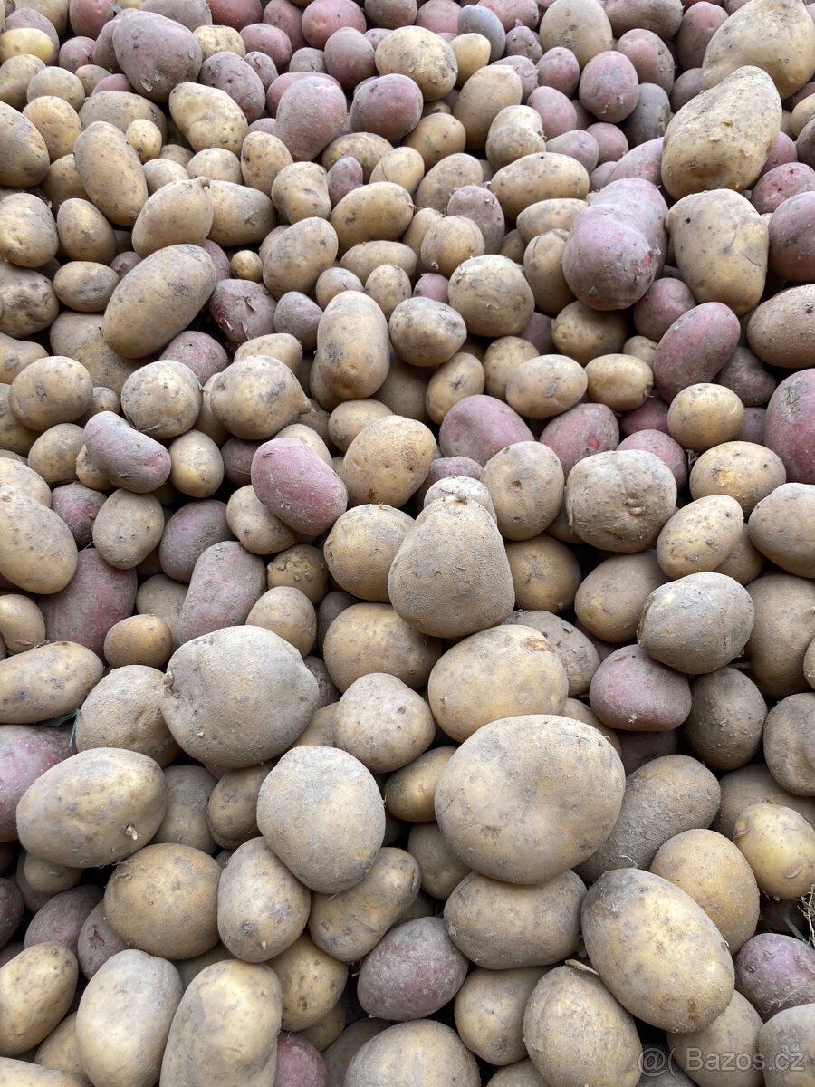 Netříděné brambory - 2