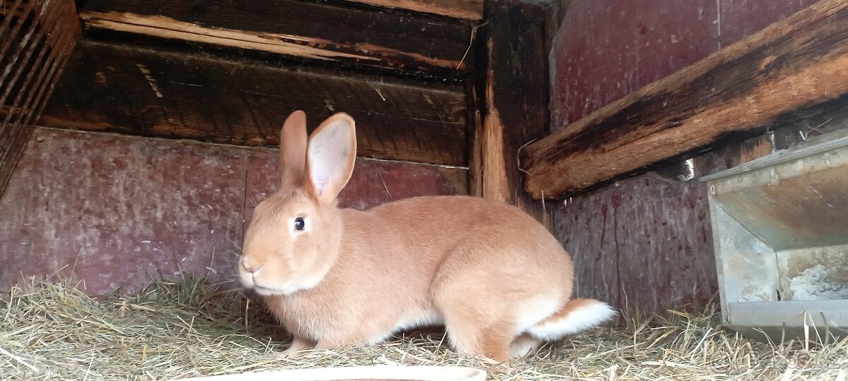 Burgundská samice - 2