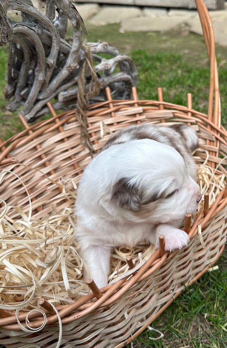 Miniatúrní americký ovčák - 2