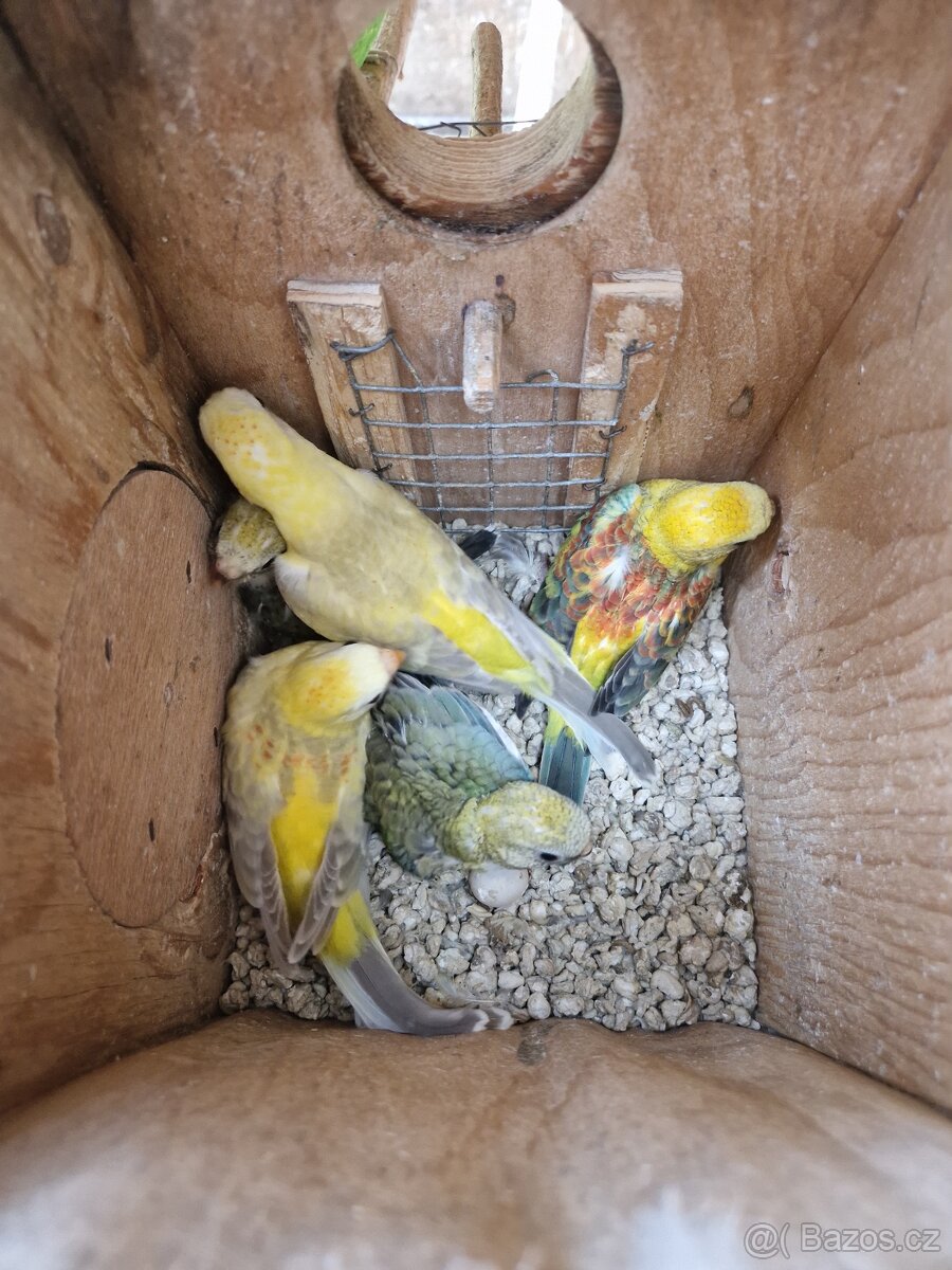 Papoušek zpěvavy - 2