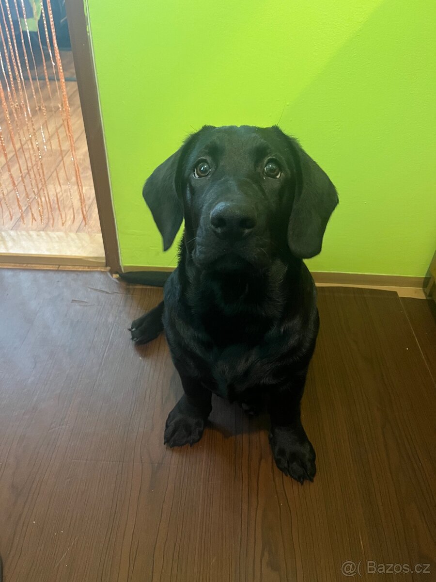 Prodám štěně - 2