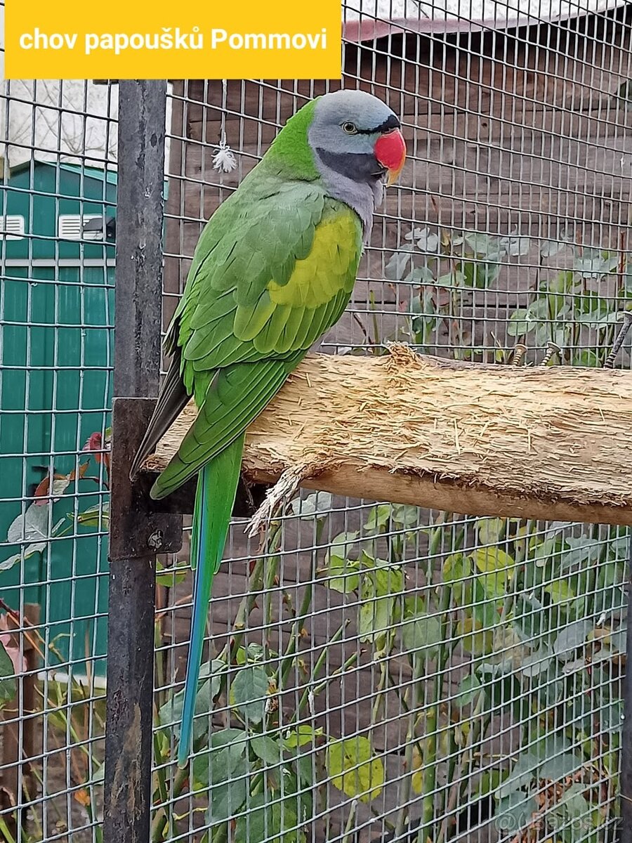 Koupím nebo vyměním samce Alexandr čínský - 2