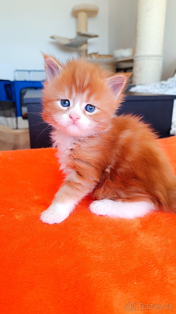 Mainská mývalí s PP - 2