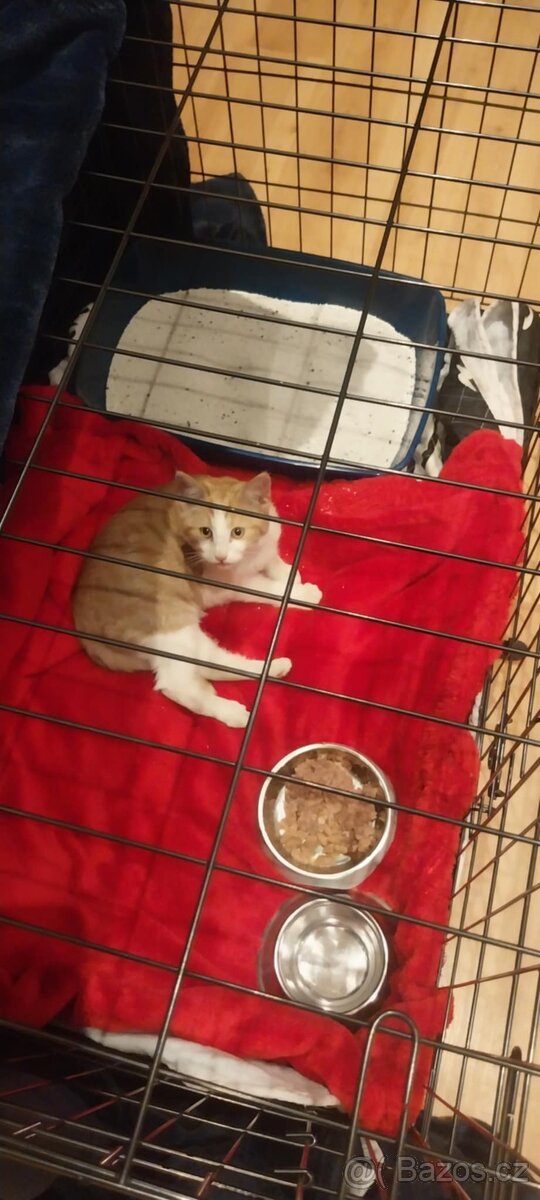 Hledá se domov pro koťátko - 2