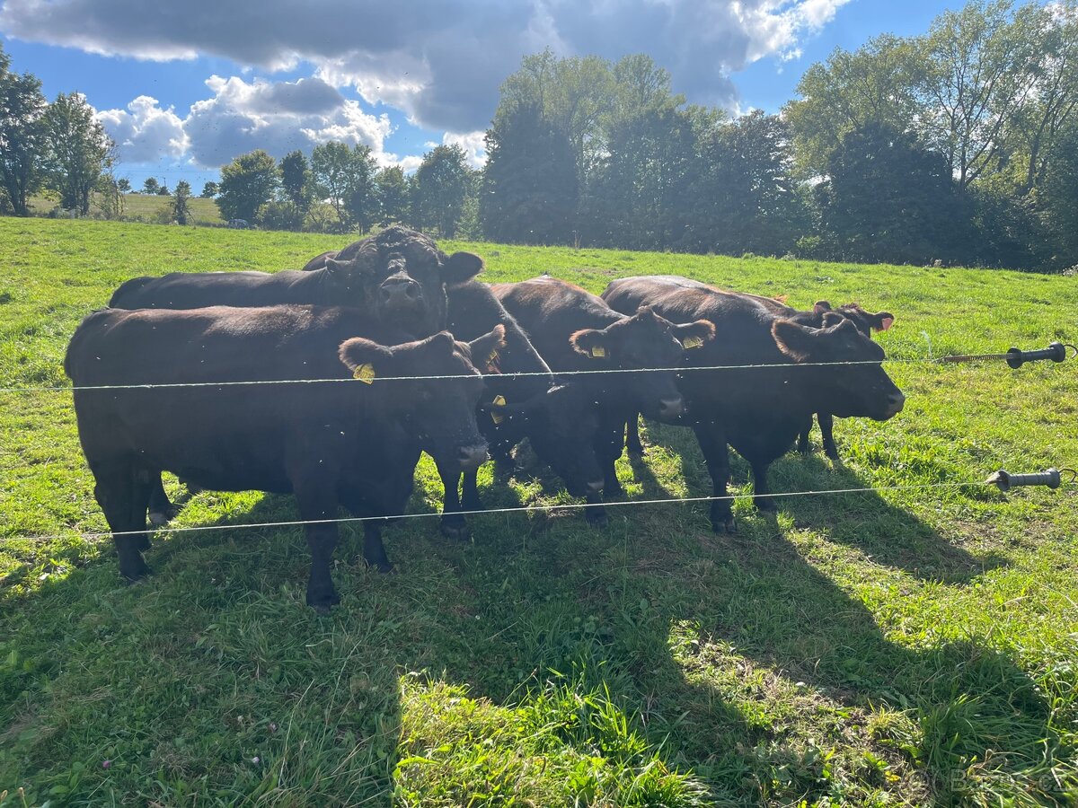 Lowline angus - 2
