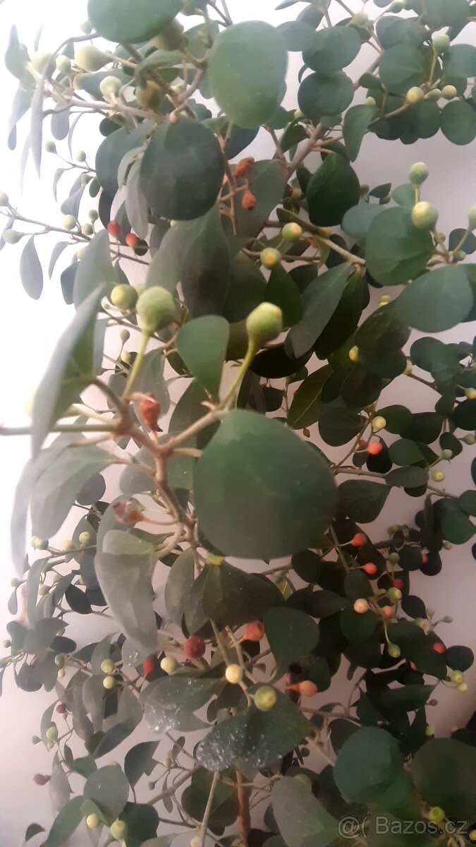 Ficus deltoidea zdravý, krásný, cca 180 cm - 2