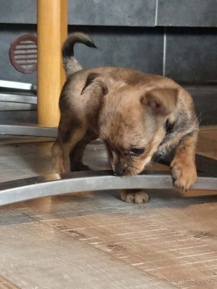 Štěňata čivava krátkosrstá - 2