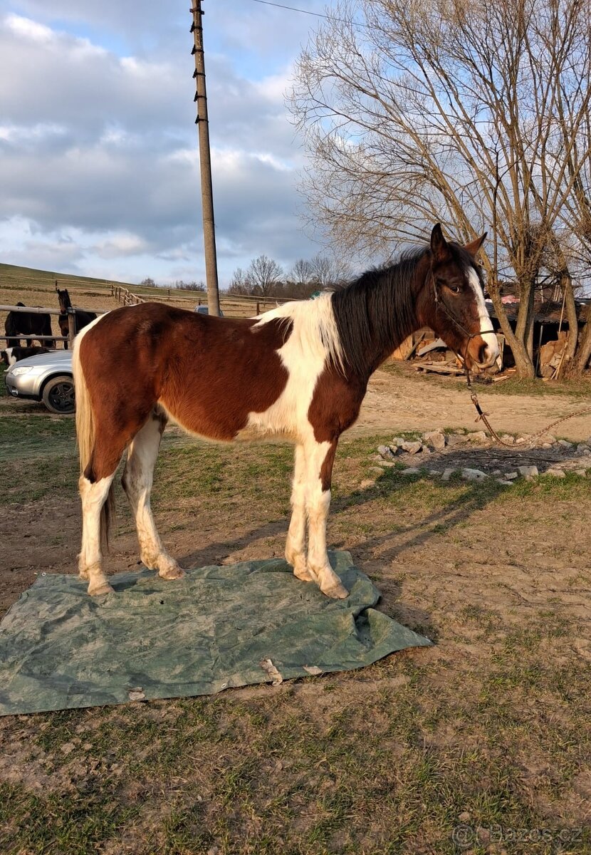 Barock Pinto 2r hřebeček - 2