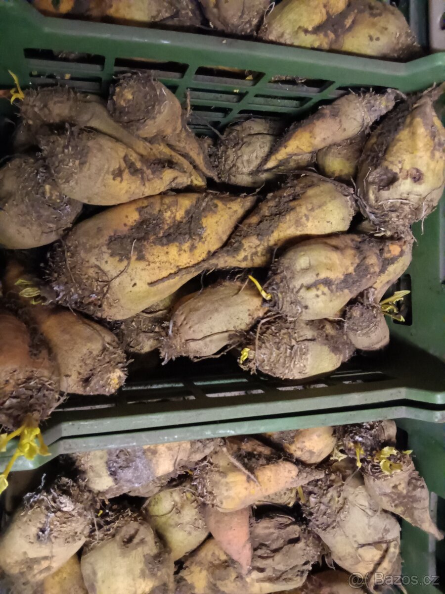 Krmné brambory, konzumní brambory,řepa - 2