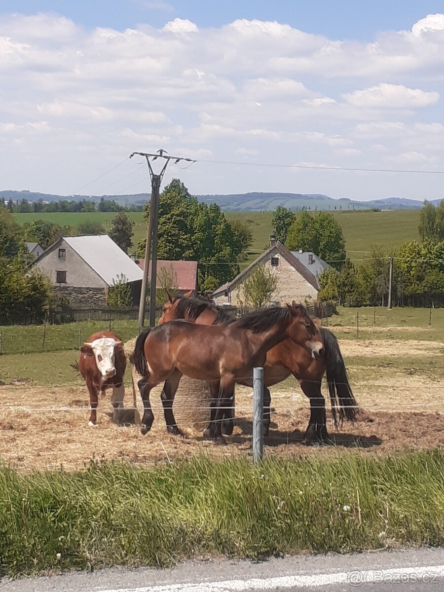 WPBr fešák pro radost - 2