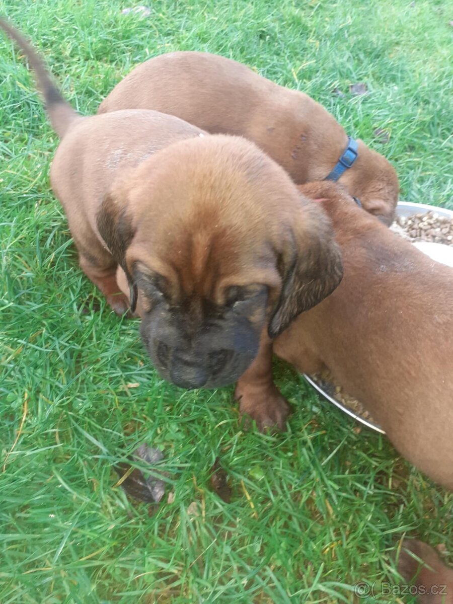 Hanoverský Barvař - 2