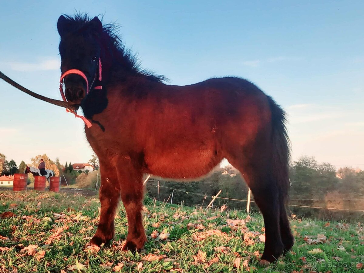 Zadám letošní klisničku WPB - 2