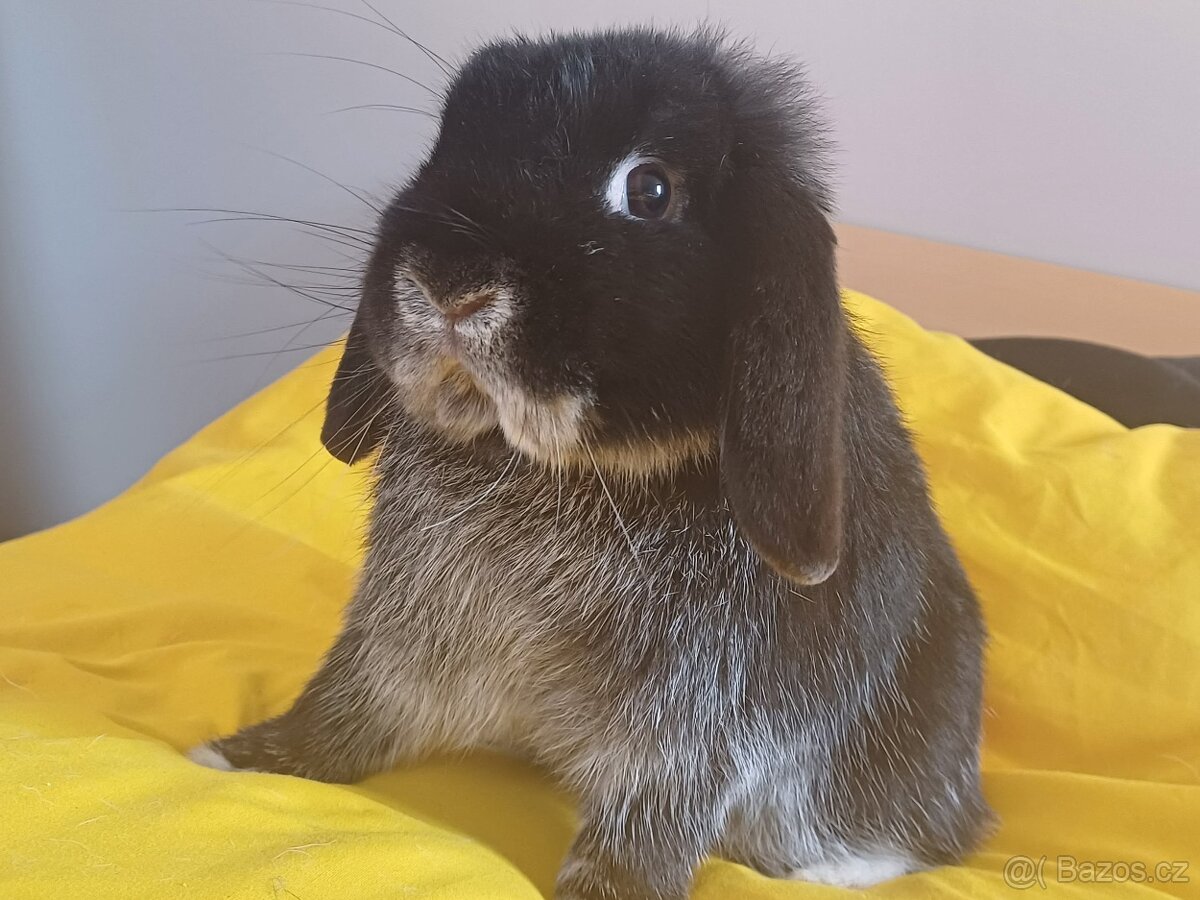 Volný Sameček Anglický Zakrslý Beránek MiniLop🤍 - 2