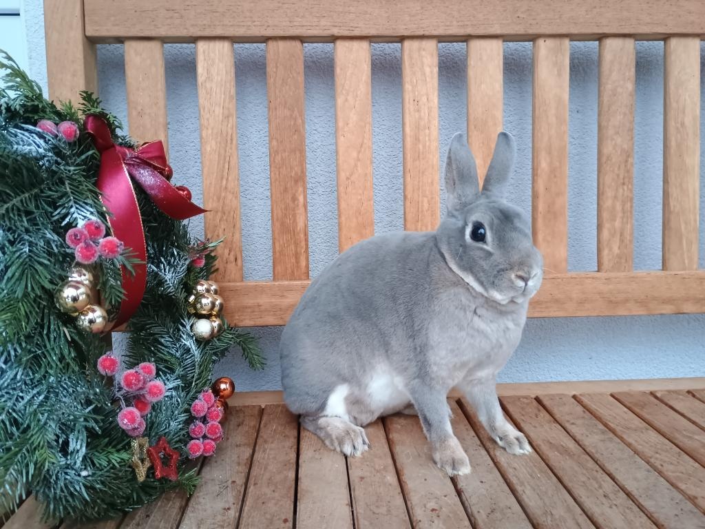 Zakrslý REX divoce modrý samička - 2