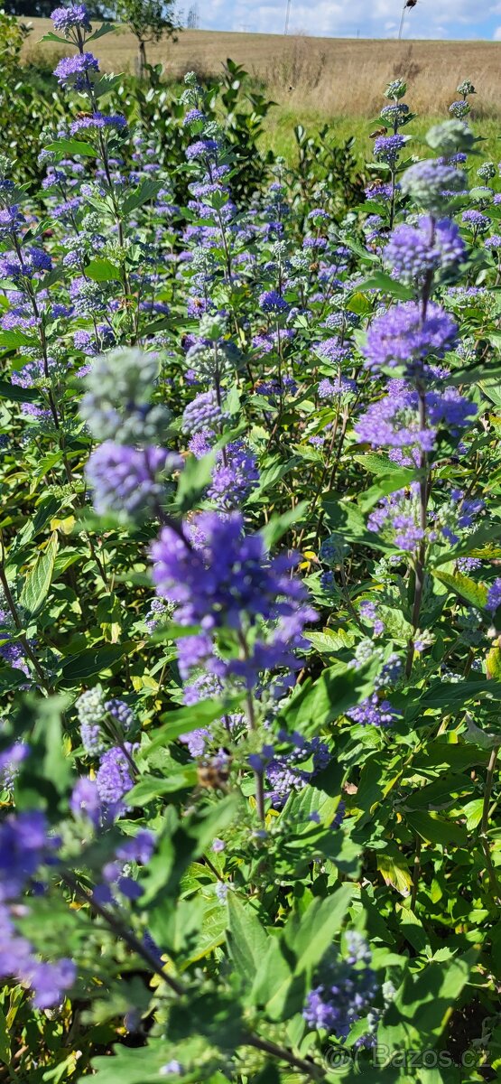 Med přímo od včelaře, Thomes - 2