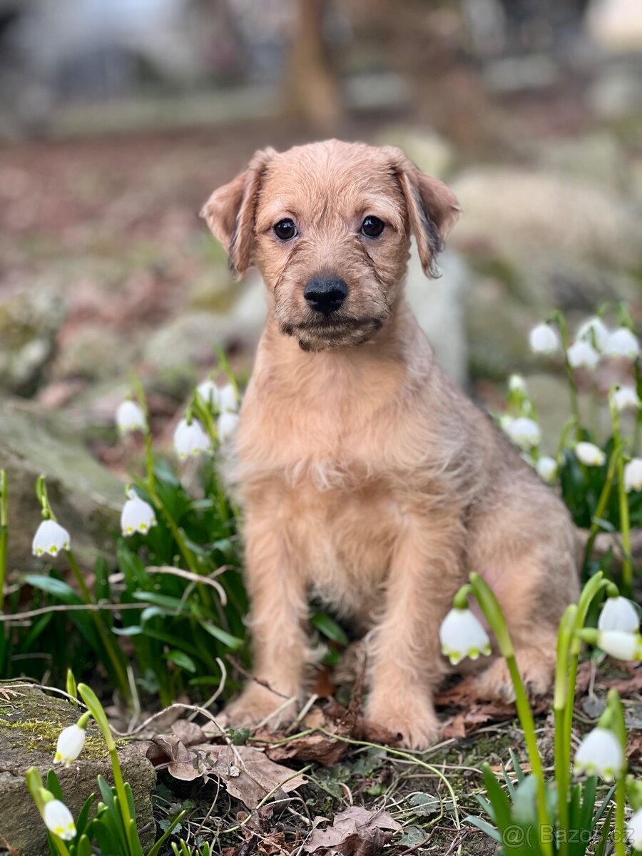 Štěňátka křížence - 2