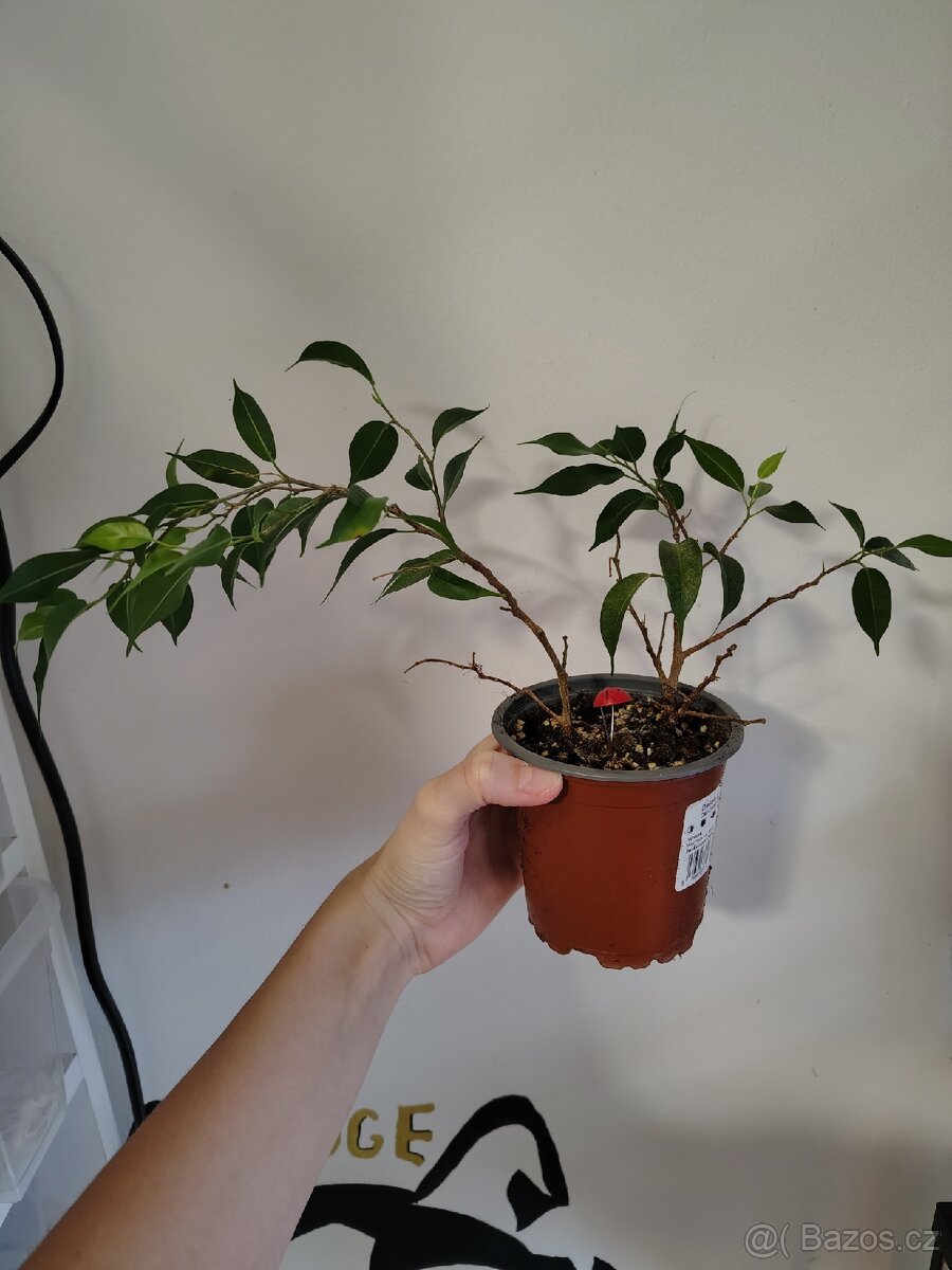 Pokojové rostliny - 2