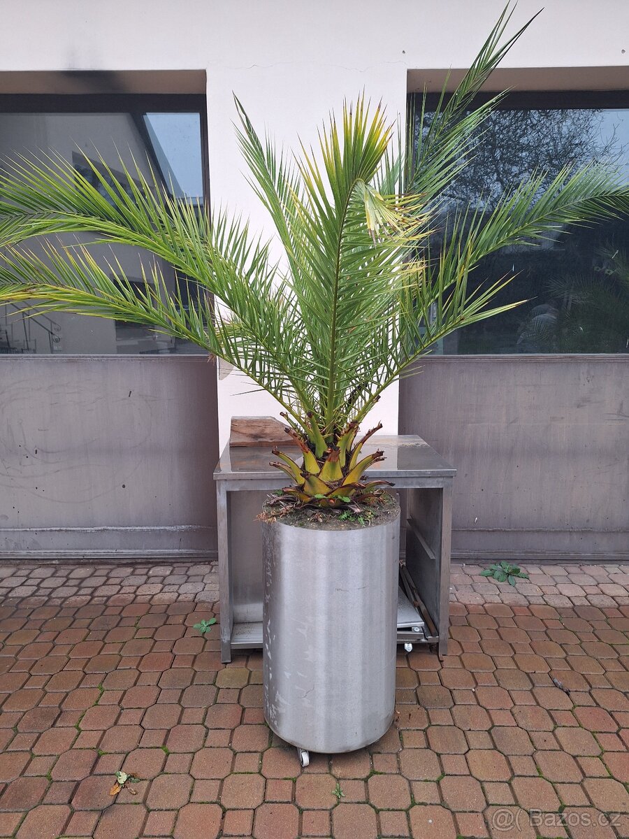Palmy - vzrostlé - 2