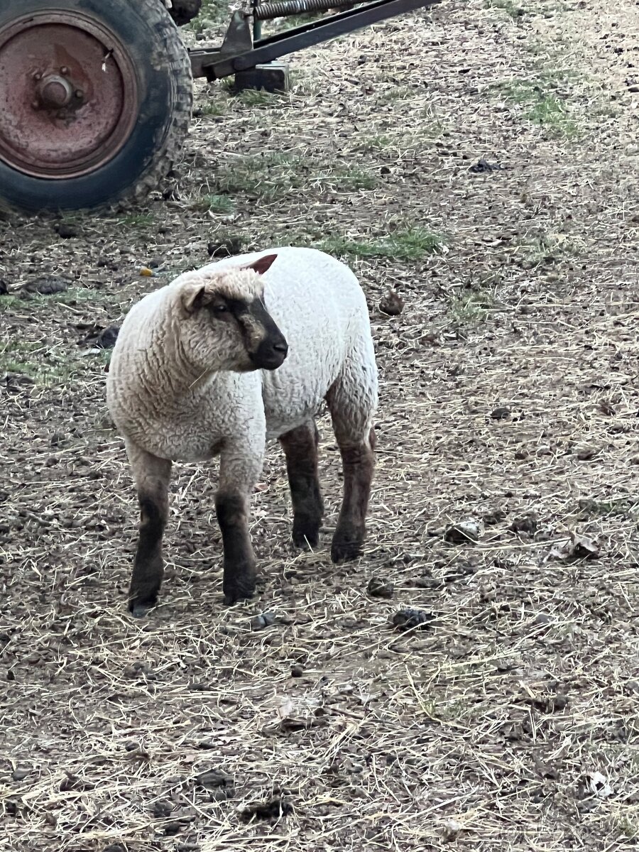 Jehně Charollais - 2