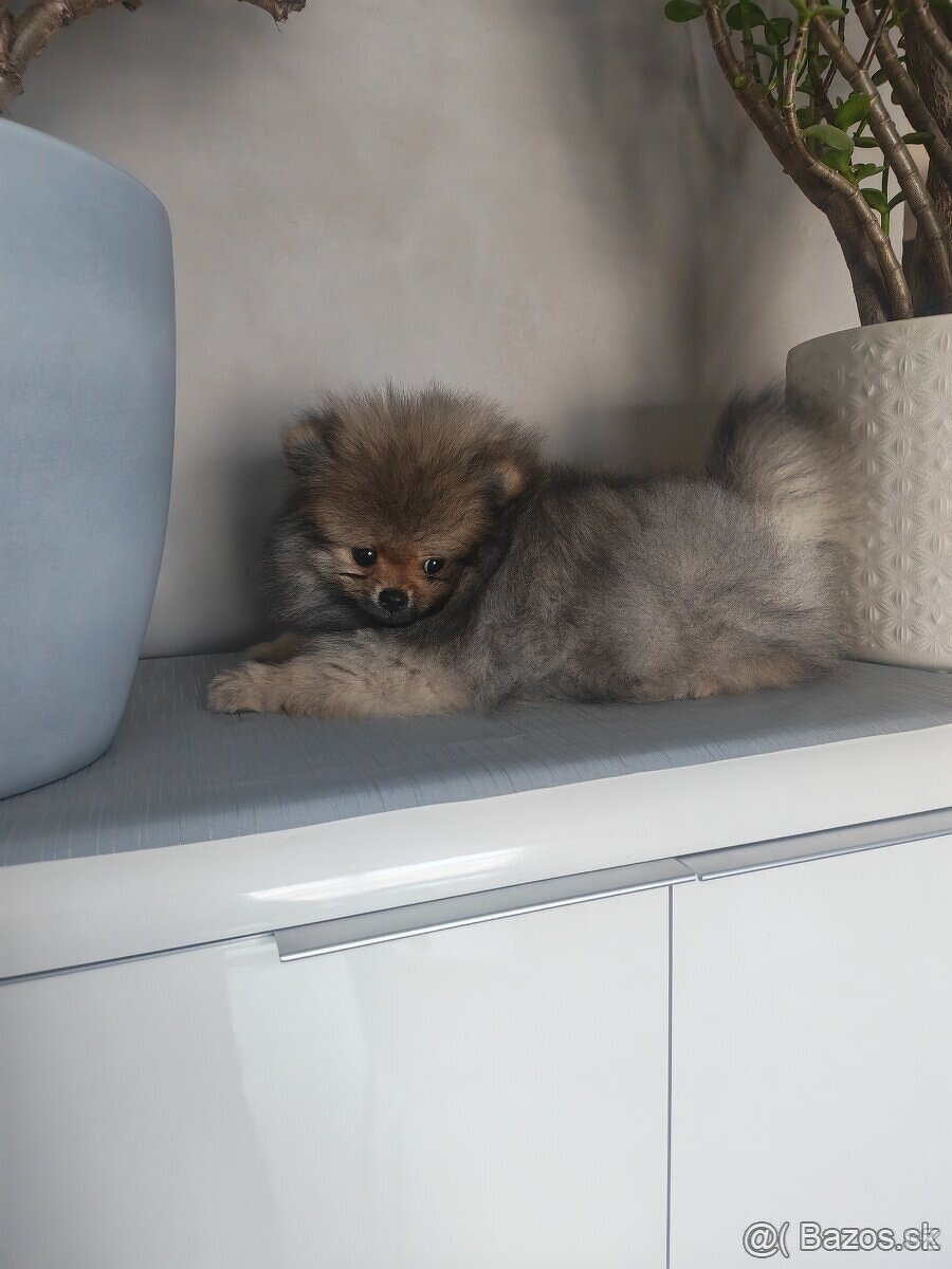 Pomeranian - 2