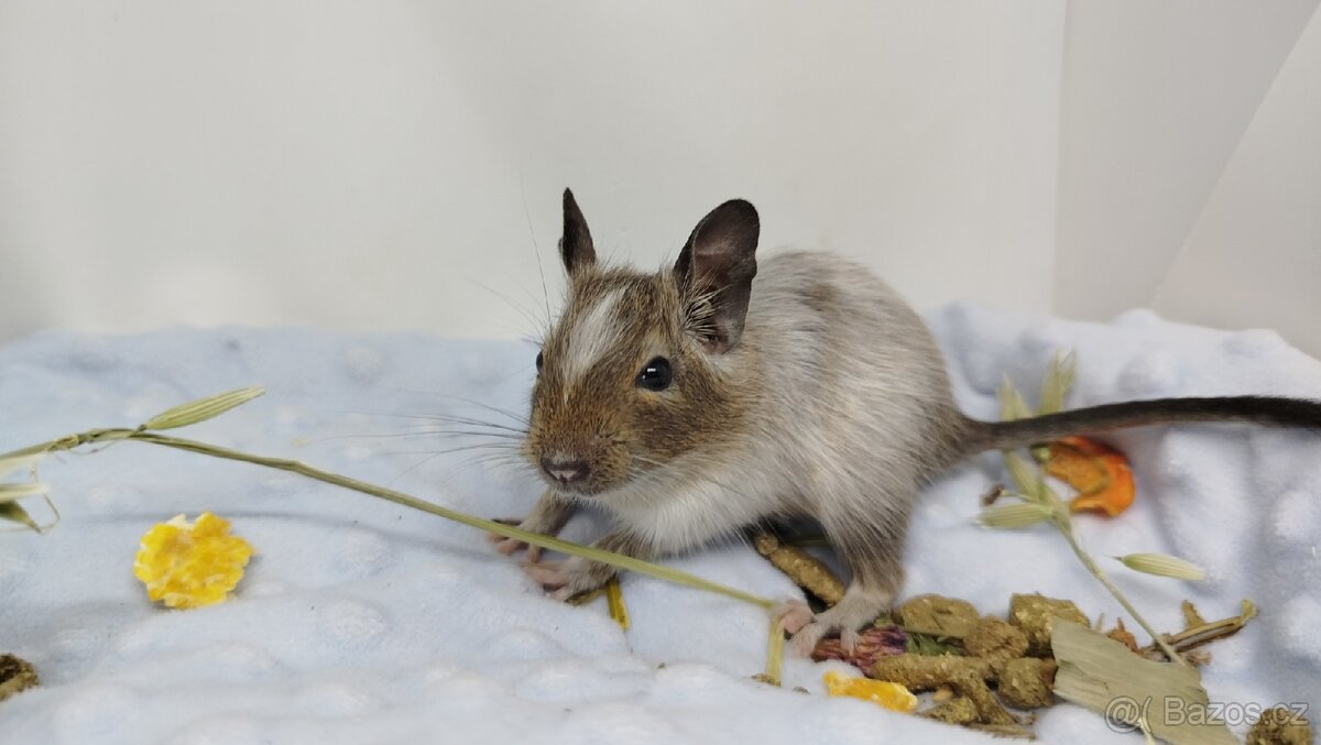 Osmák degu, Osmáci - SAMIČKY - 2