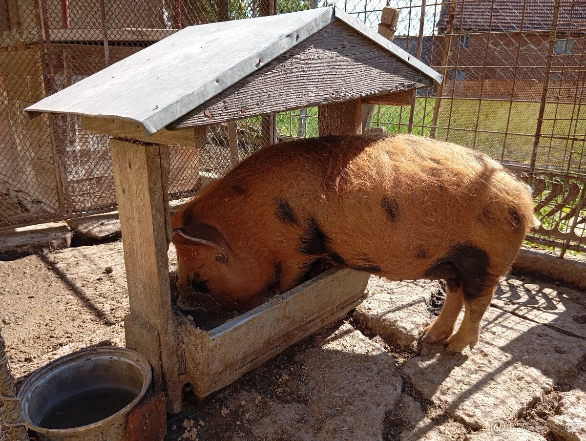 Kune Kune - 2