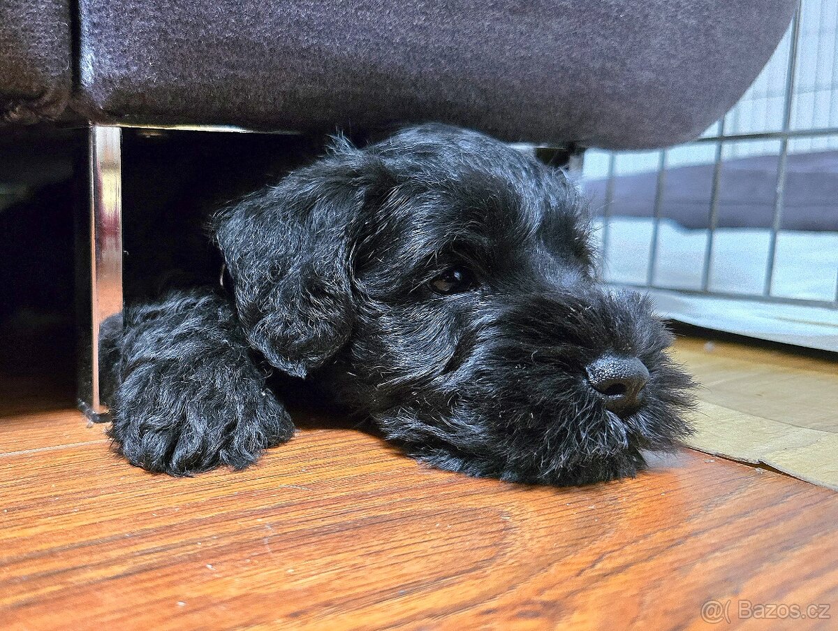 Knírač malý černý - 2