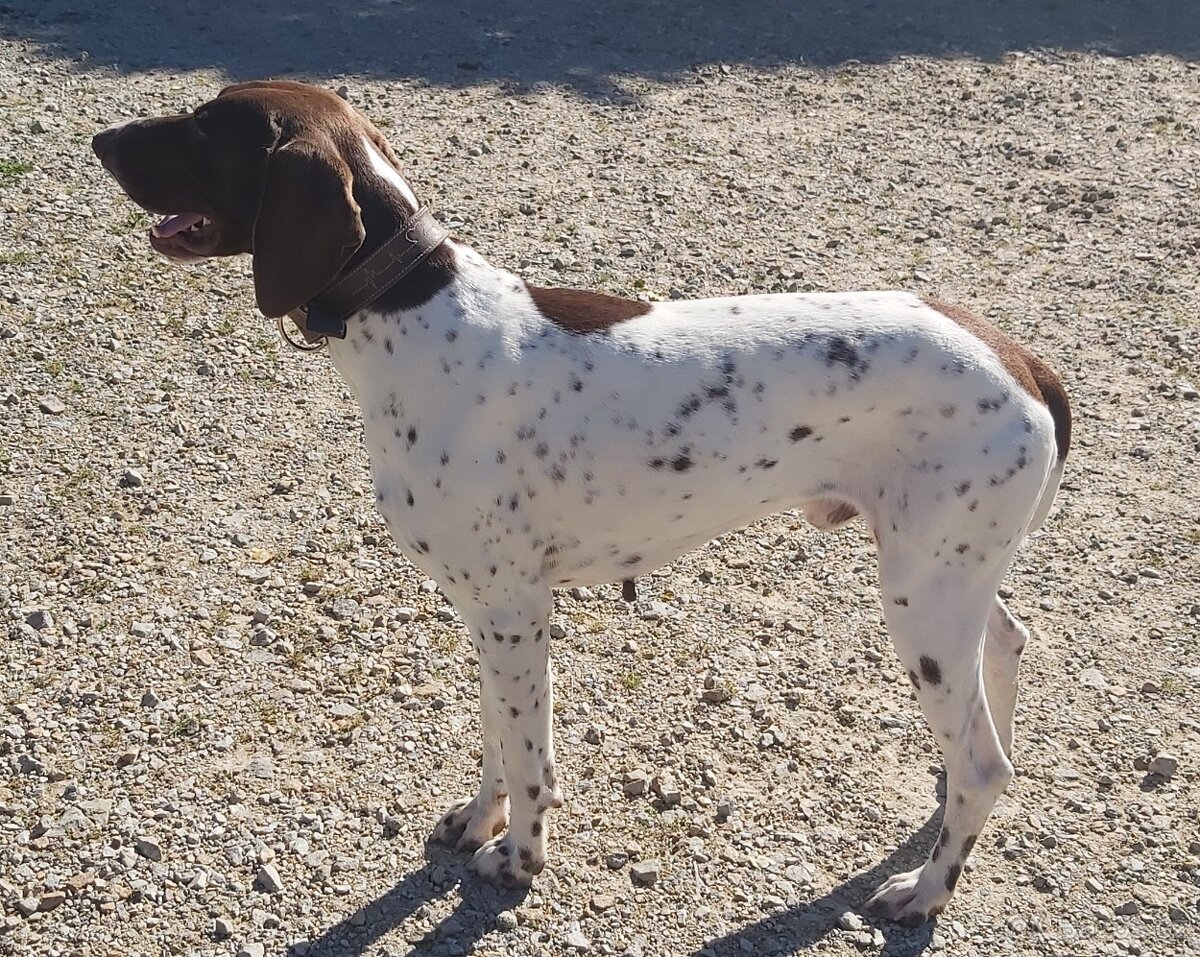 Nabídka krytí - německý ohař krátkosrstý - 2