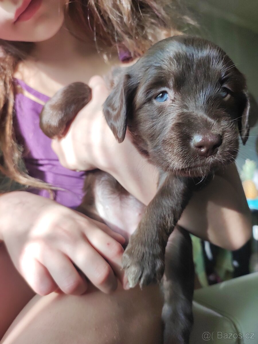 Prodám štěňata labradora - 2