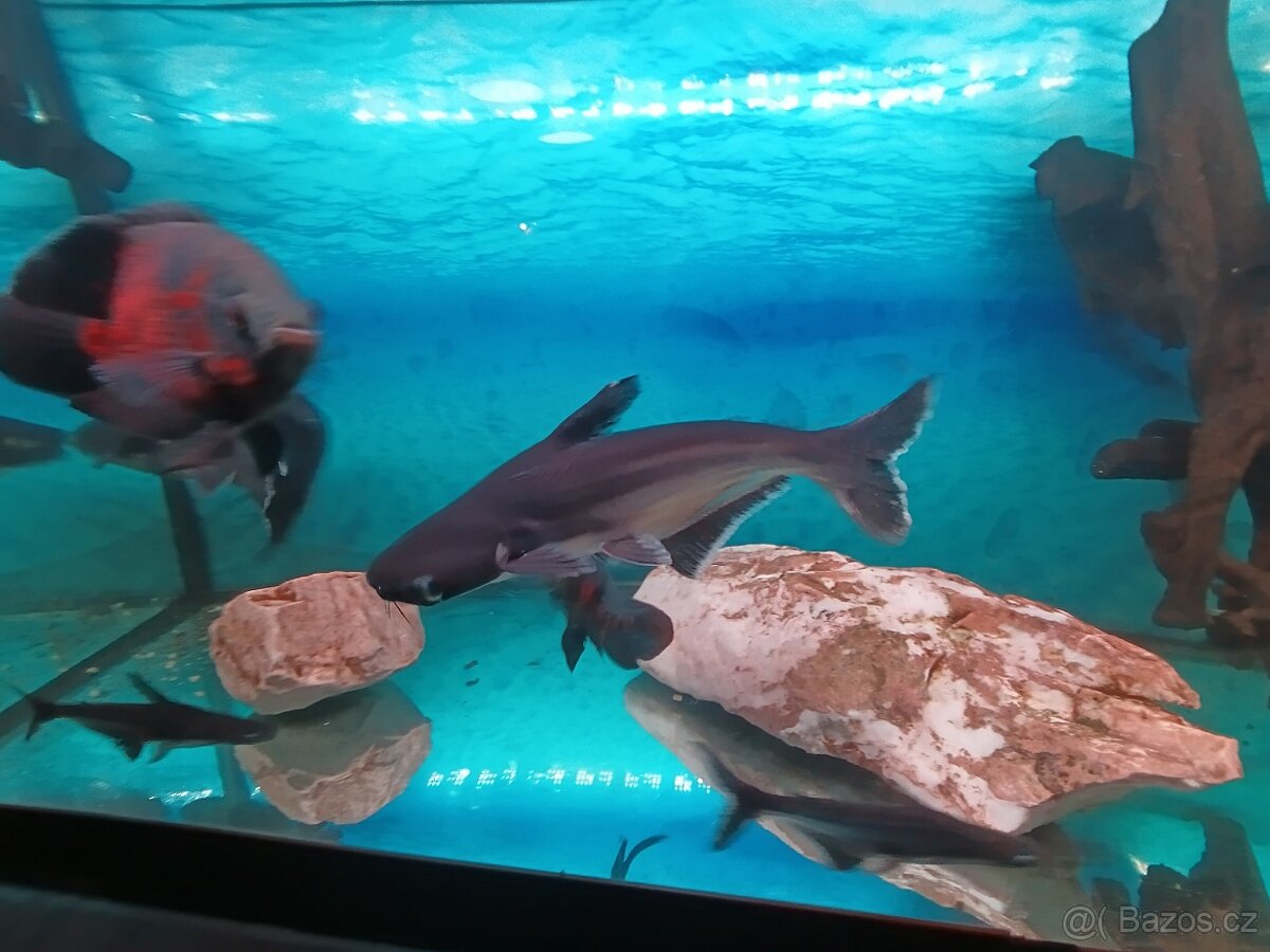 Sumeček žraloci - 2