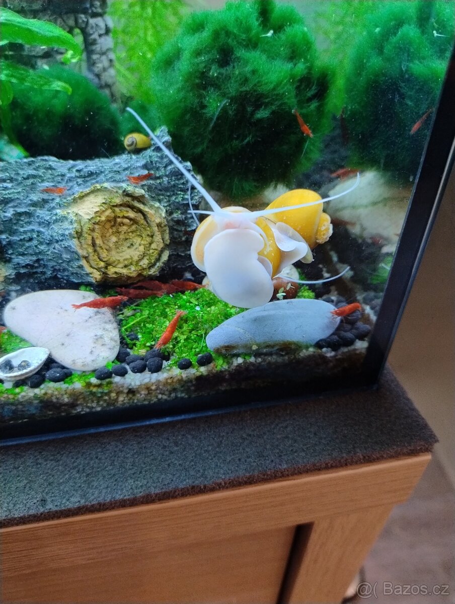 Krevetky Red cherry - 2