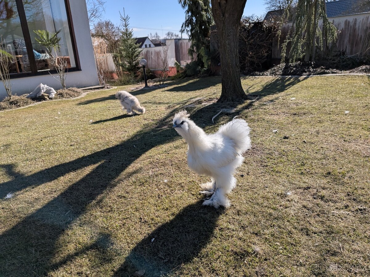 Kohouti hedvábnicky - 2