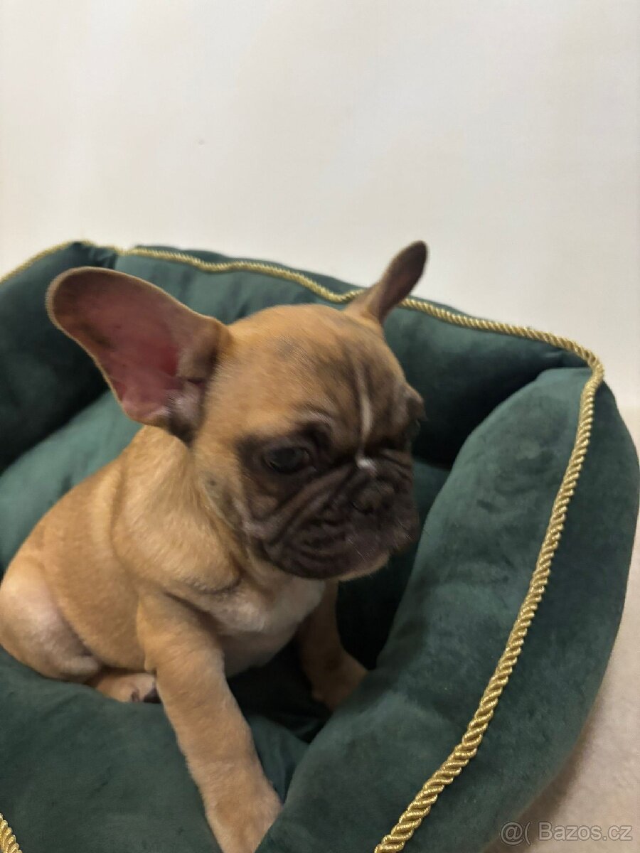 Francouzský buldoček - 2