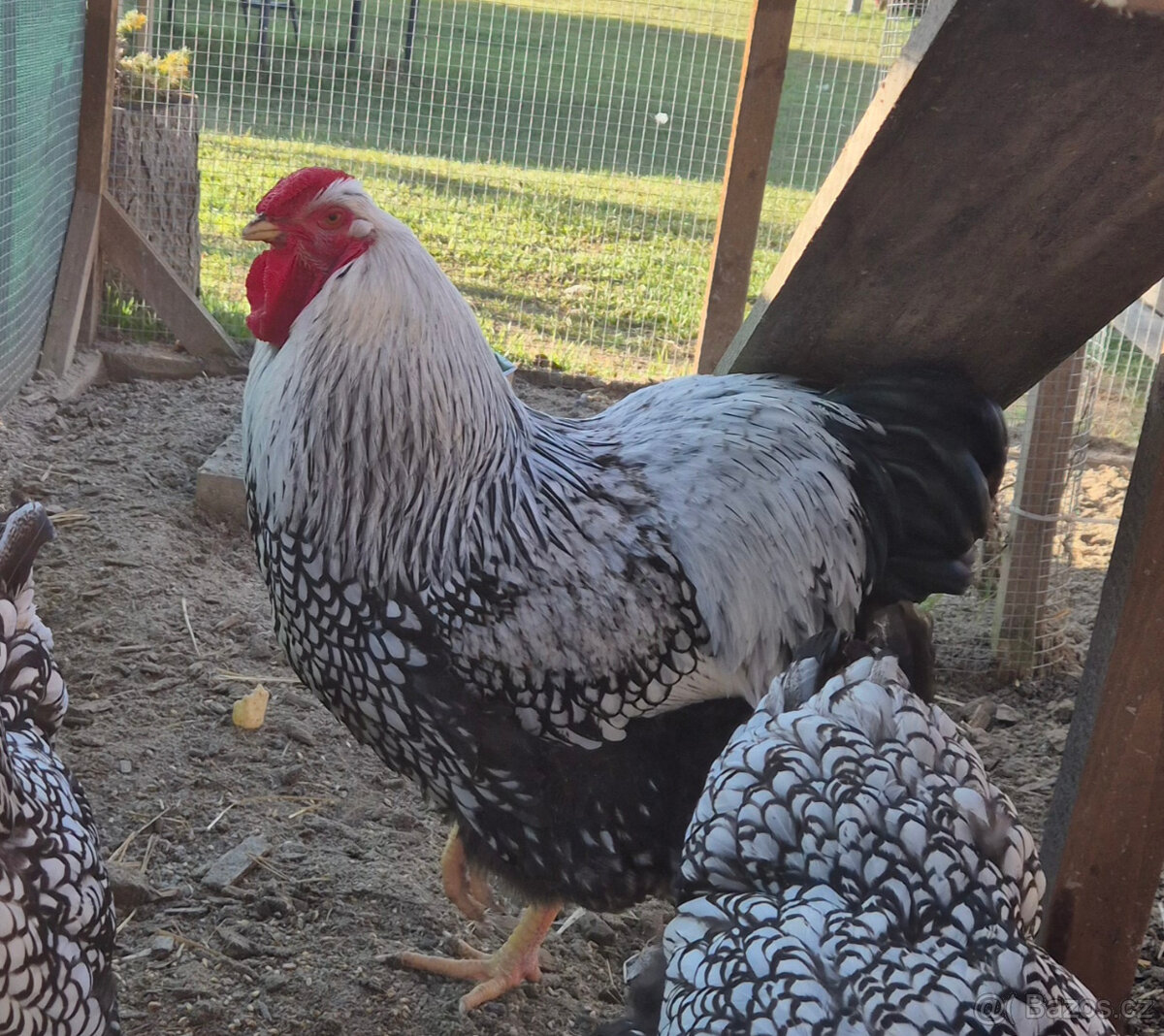 Wyandotka velká KOHOUT - 2