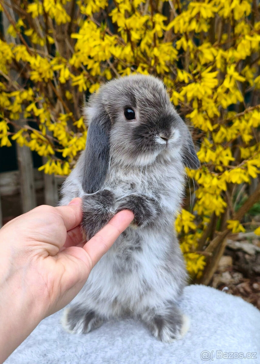 Zakrslý králíček MINILOP 💙 - 2