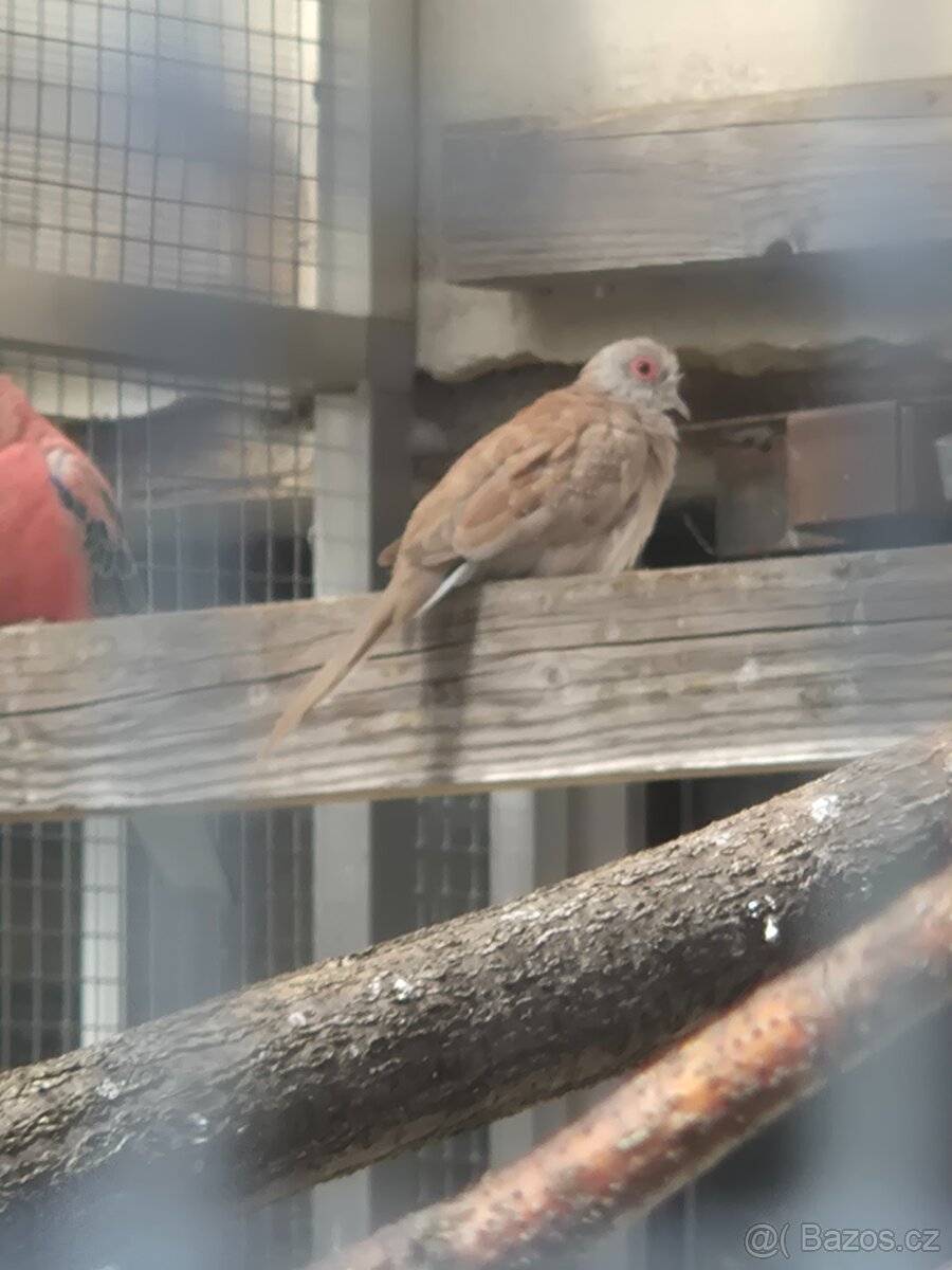 Holoubek diamantový - 2