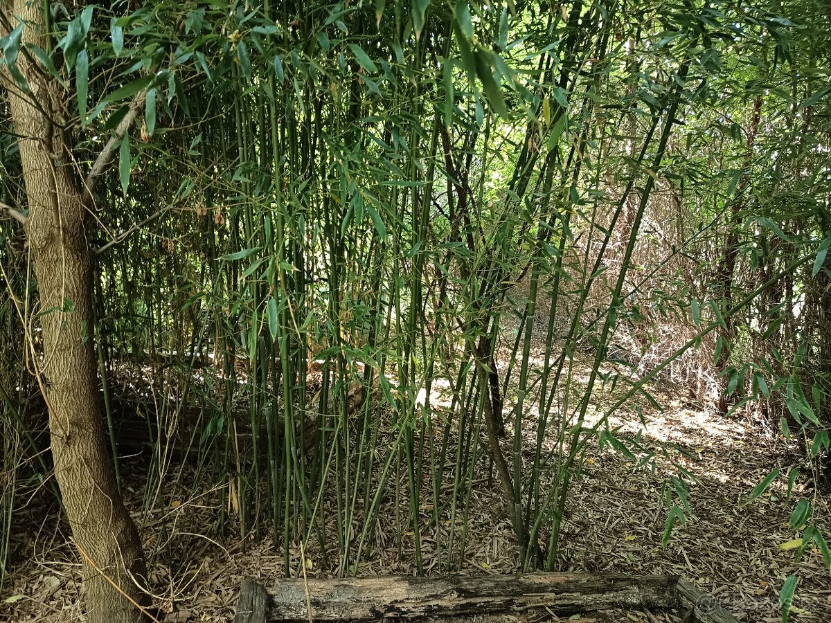 Bambus - 2