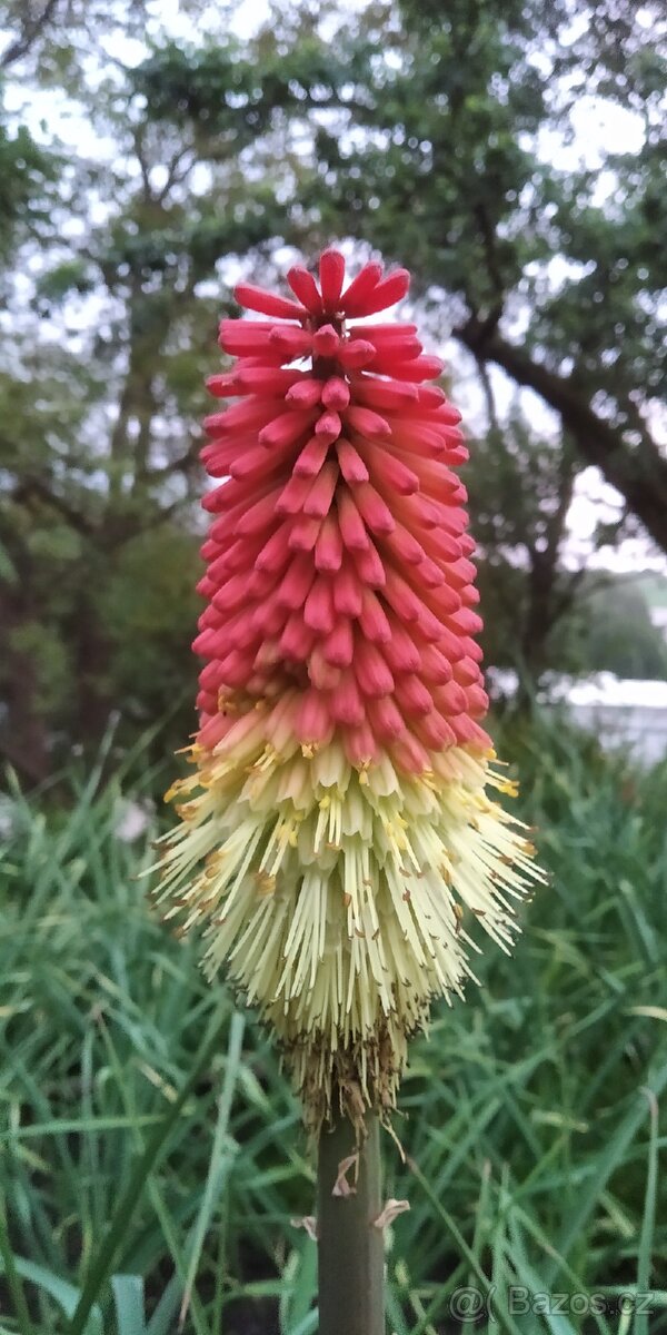 Kleopatřina jehla 5+1 zdarma mnohokvět trvalka - 2