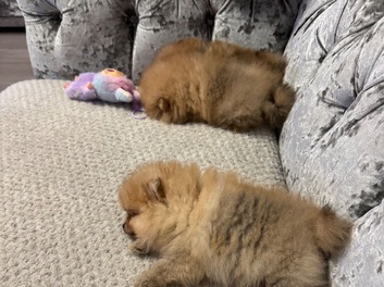 Pomeranian mini - 2